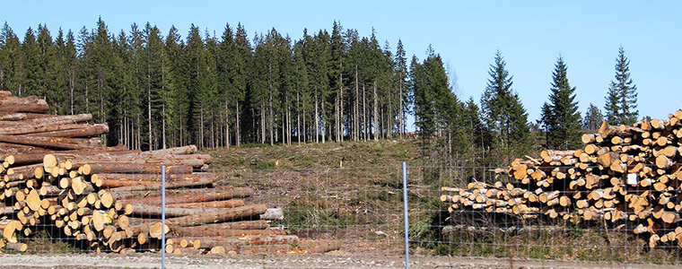 Skogsavverkning i södra Stigamo. 